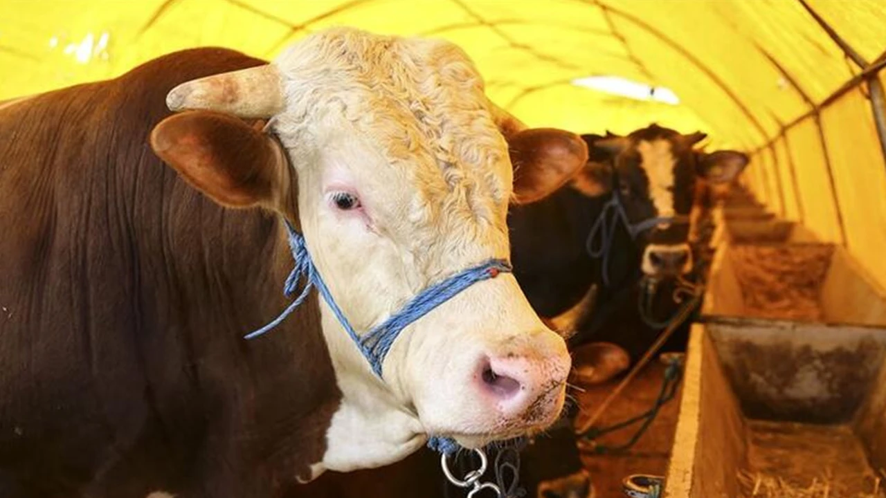 Kurban fiyatları ne kadar? Kurbanlık büyükbaş küçükbaş fiyatları ne kadar 2021?